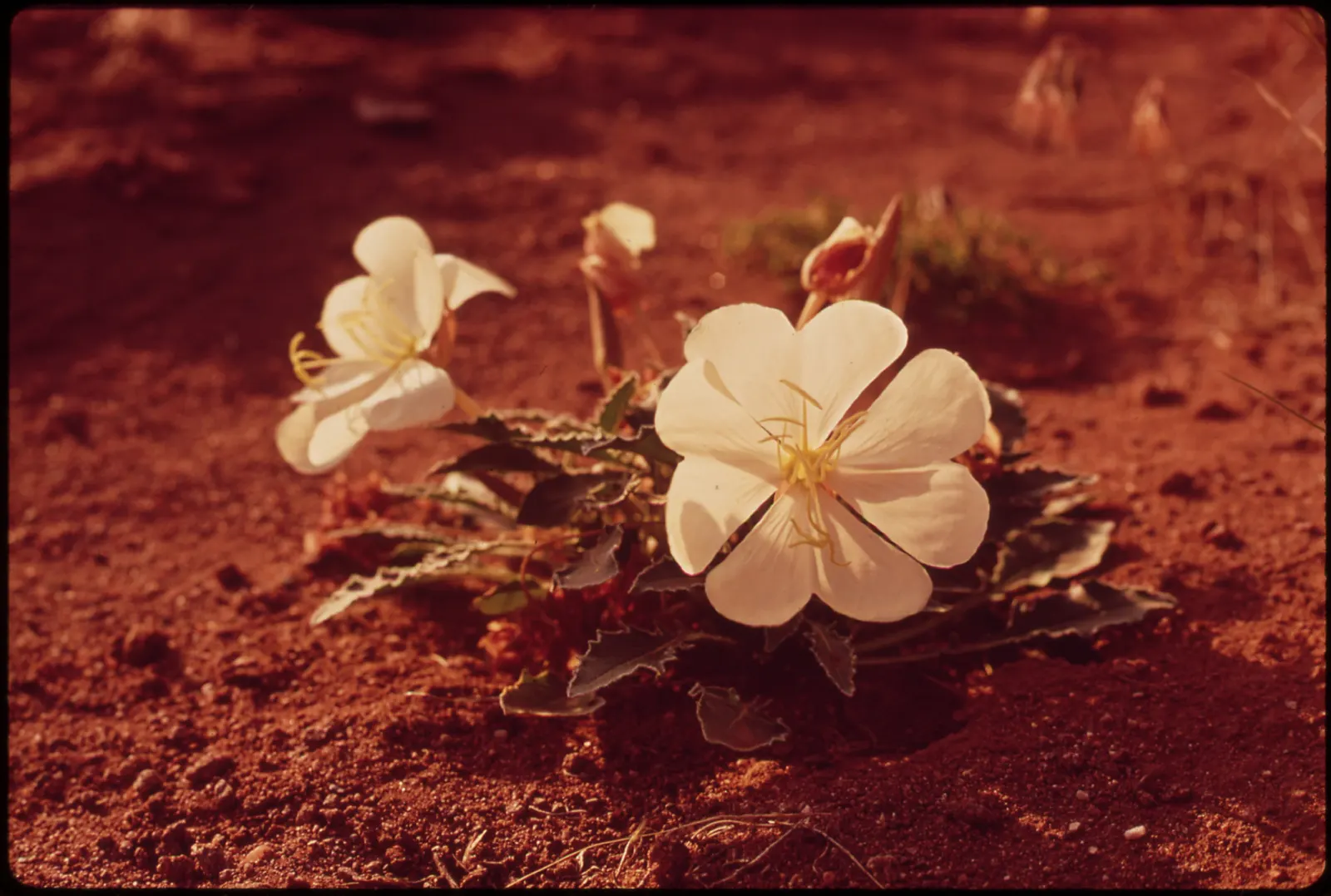 Tufted Evening Primrose (Oenothera Caespitosa) — scientifically named Oenothera caespitosa