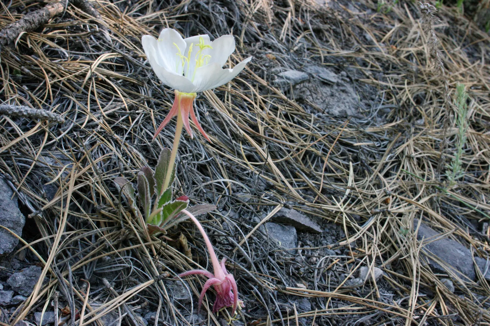Tufted Evening Primrose (Oenothera Caespitosa) — scientifically named Oenothera caespitosa; ground cover / perennial for full or half, image 53