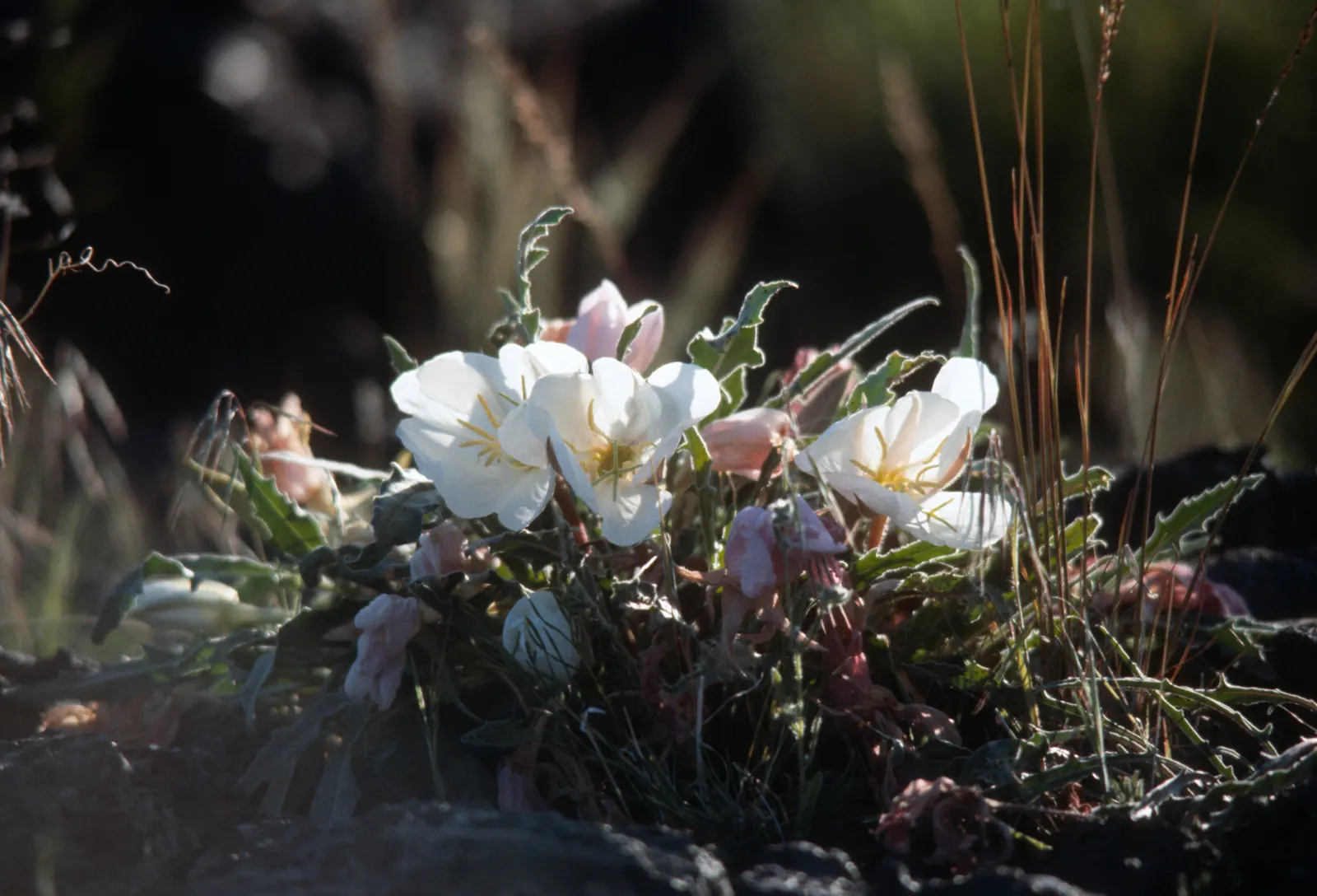 Tufted Evening Primrose (Oenothera Caespitosa) — hence the "Evening" in its name; white flowers in the garden