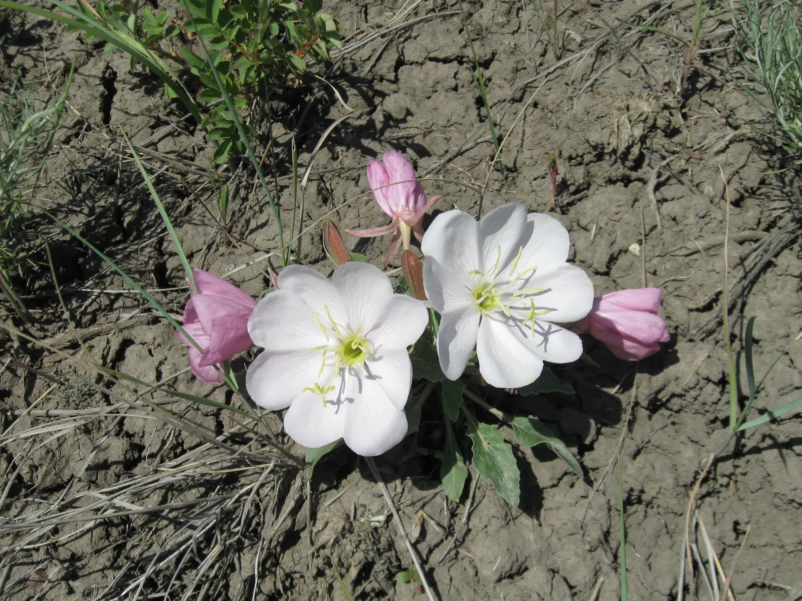 Tufted Evening Primrose (Oenothera Caespitosa) — hence the "Evening" in its name