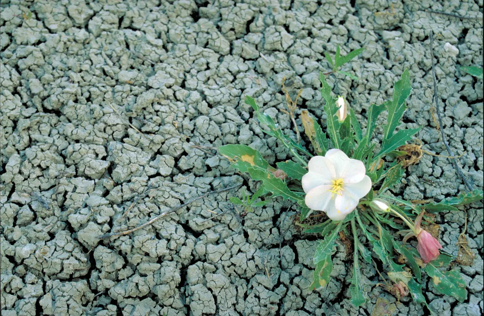 Tufted Evening Primrose (Oenothera Caespitosa) — ground cover / perennial for full or half