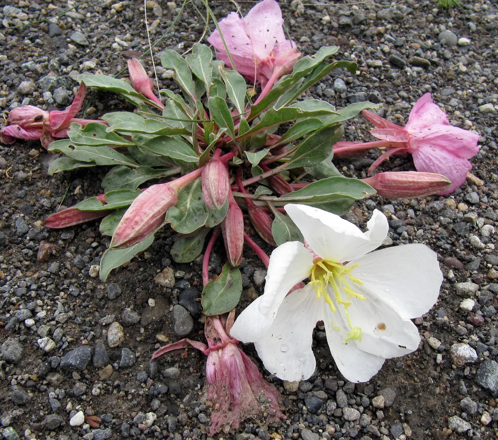 Tufted Evening Primrose (Oenothera Caespitosa) — Watering should be moderate, making sure the soil is not left overly wet; is a perennial plant, image 64