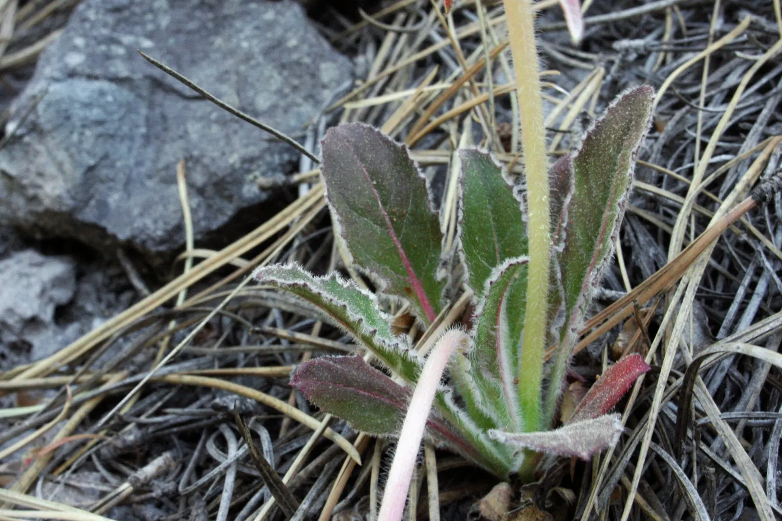 Tufted Evening Primrose (Oenothera Caespitosa) — Oenothera caespitosa will serve as a charming ground cover; this species attracts night, image 59