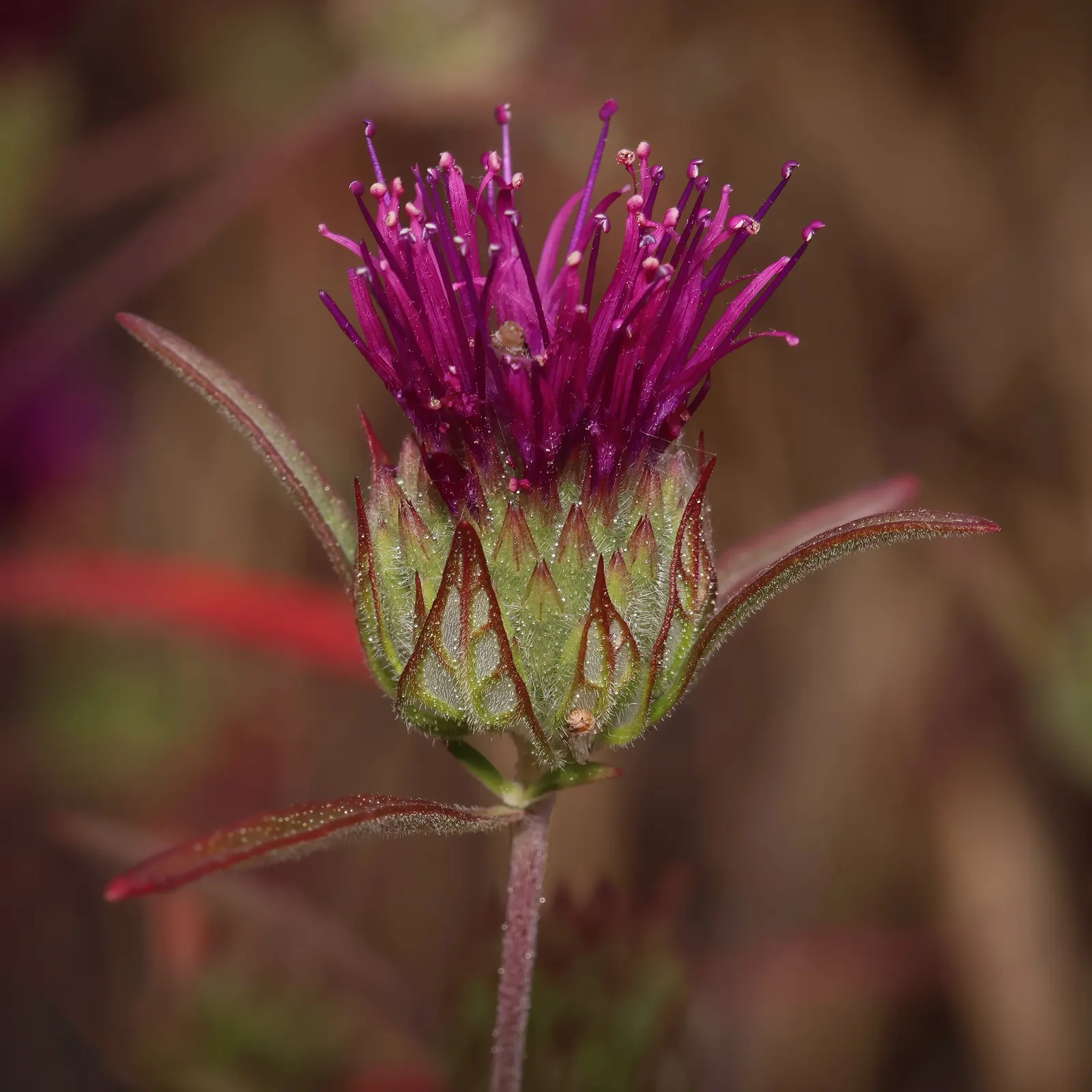 Coyote Mint (Monardella Villosa) — Thriving in well-draining soil