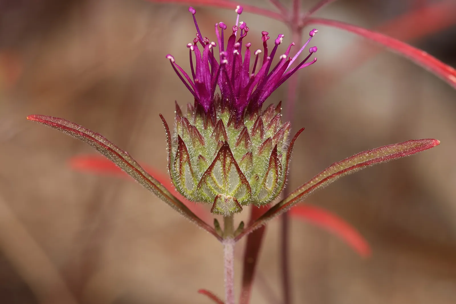 Coyote Mint (Monardella Villosa) — Monardella villosa, commonly known as Coyote Mint, is a fragrant, herbaceous perennial native to California