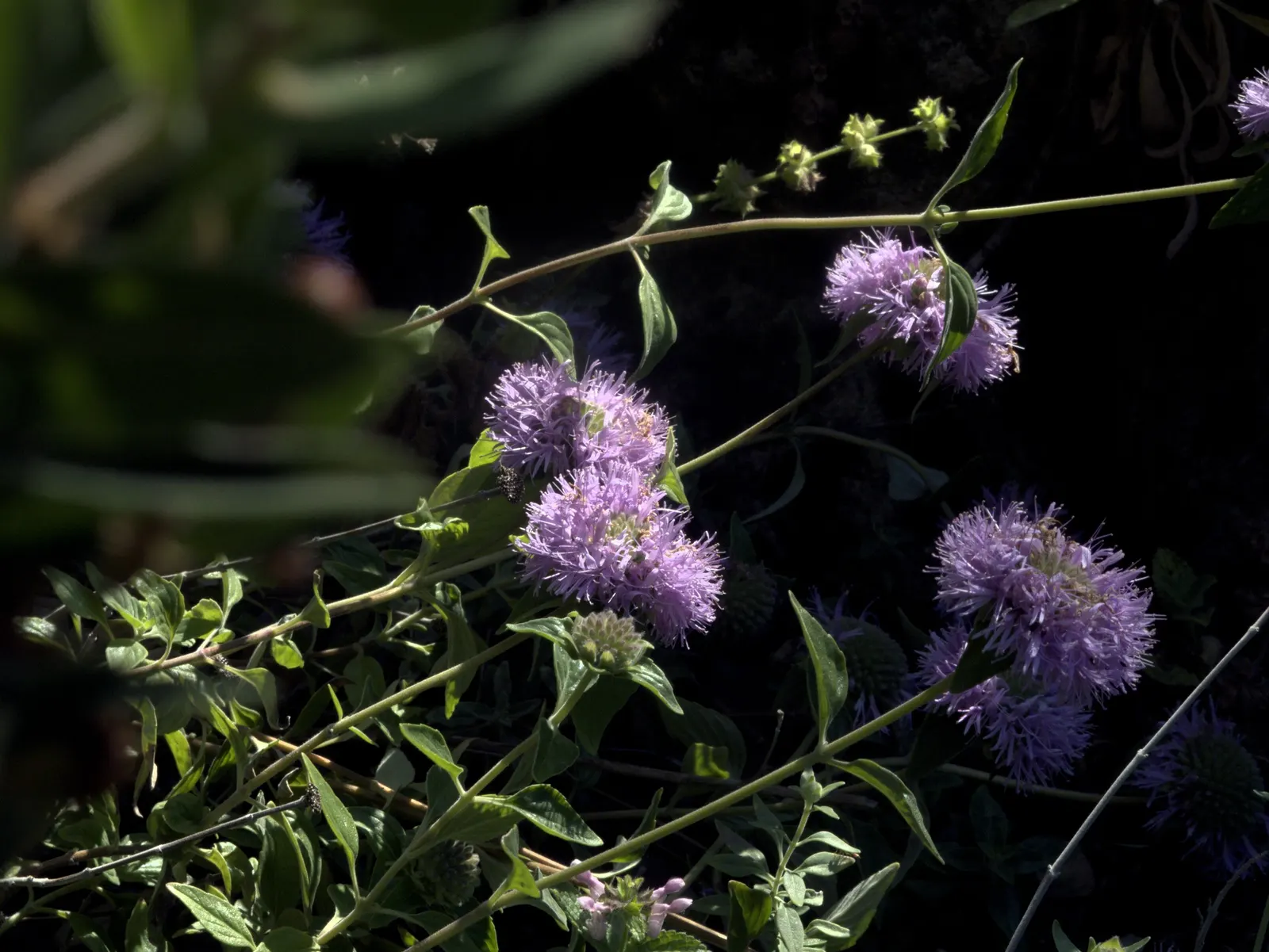 Coyote Mint (Monardella Villosa) — It's an excellent choice for creating a sensory-rich and habitat-friendly landscape.<br><br>In terms of growth