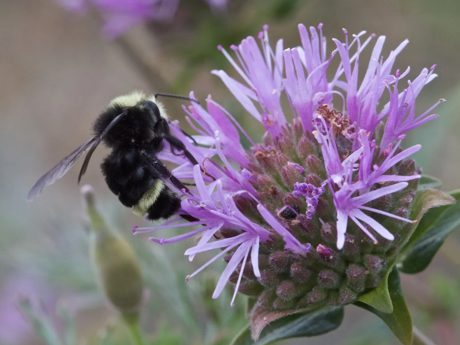 Coyote Mint (Monardella Villosa) — This drought-tolerant plant produces rounded clusters of purple-pink flowers in summer, attracting pollinators