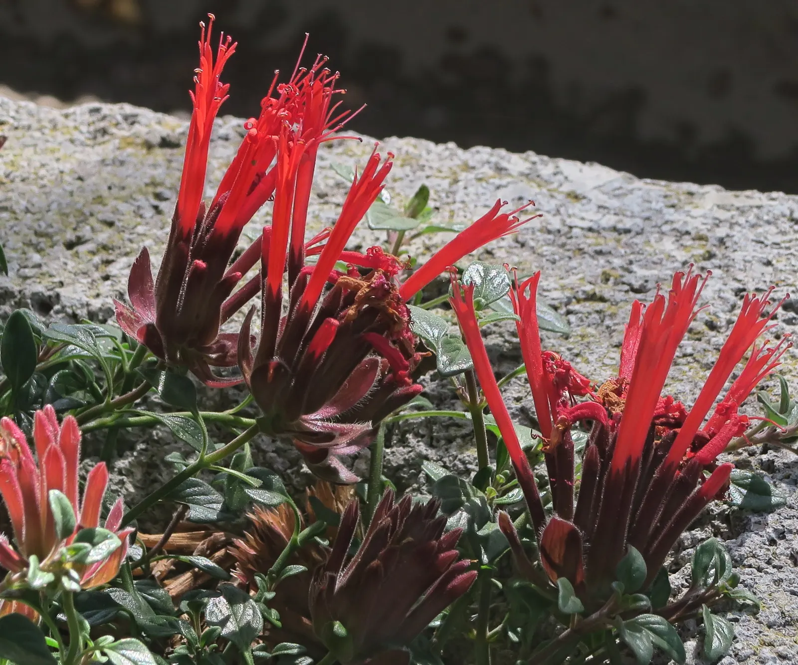 Coyote Mint (Monardella Villosa) — offering both ornamental and ecological benefits
