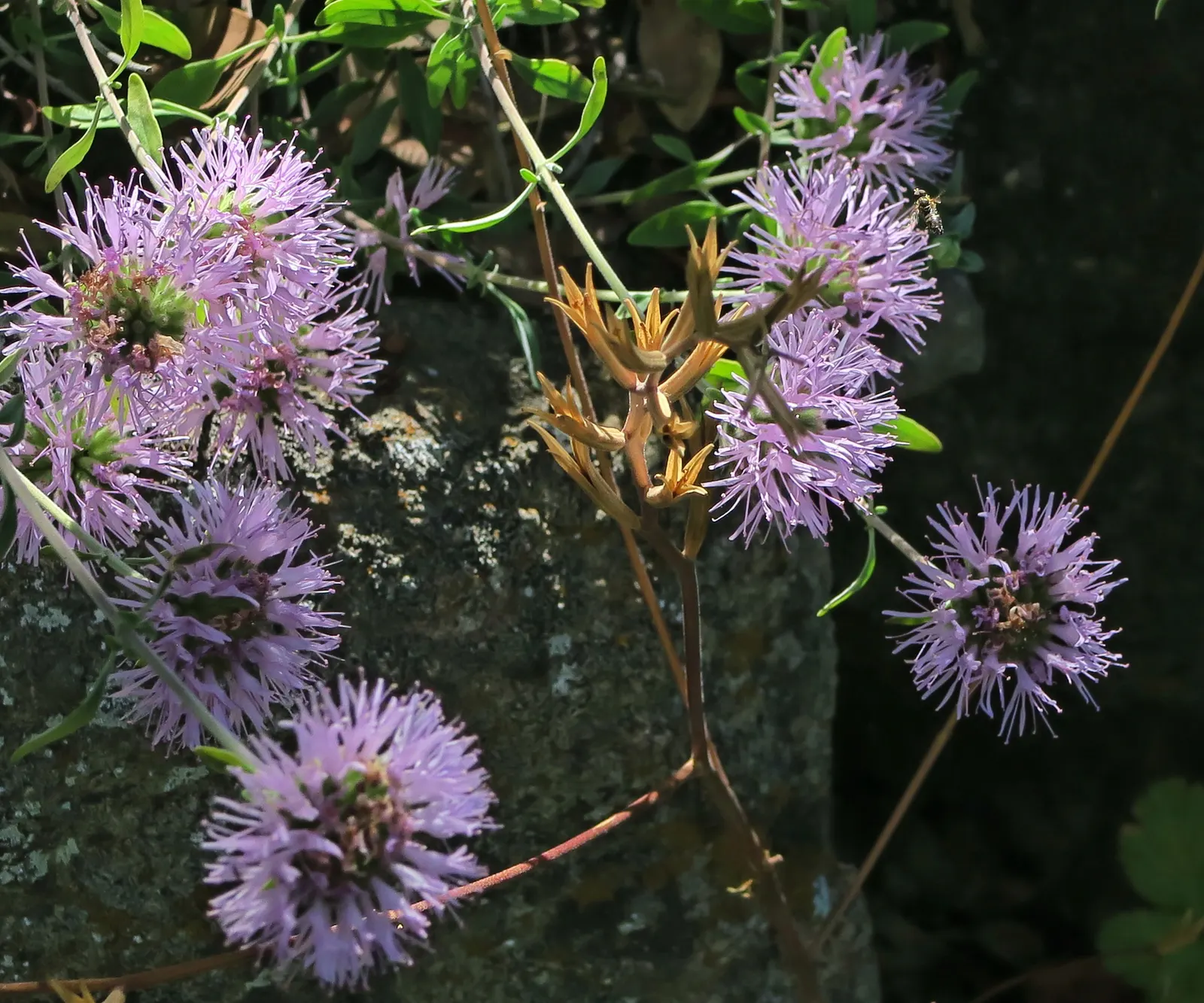 Coyote Mint (Monardella Villosa) — commonly known as Coyote Mint or Hairy Mint