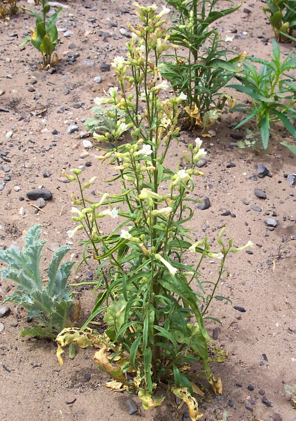 Coyote Mint (Monardella Villosa) — Coyote Mint is suited for low-water landscapes and native plant gardens