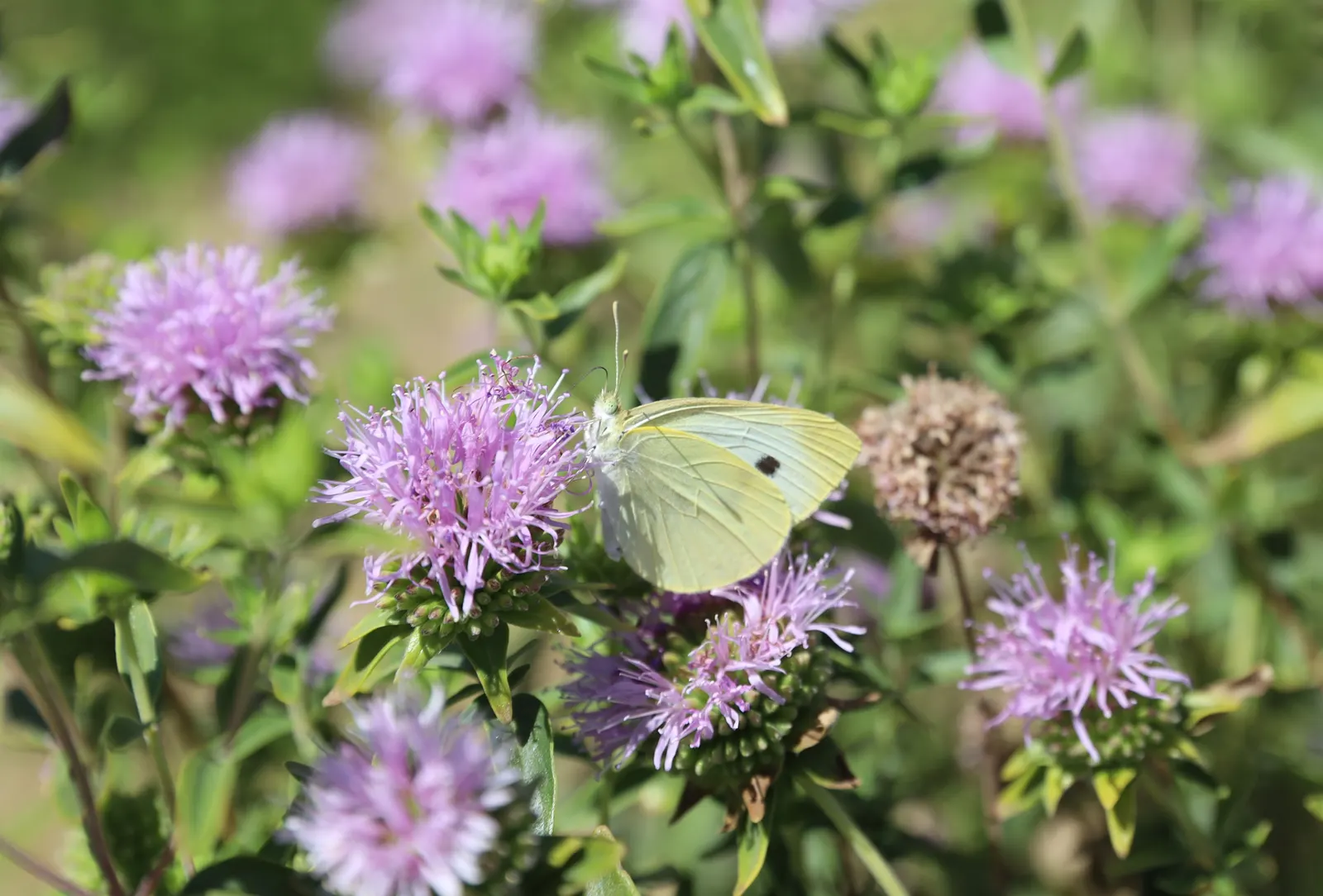 Coyote Mint (Monardella Villosa) — Coyote Mint typically reaches a height and spread of 12 to 18 inches