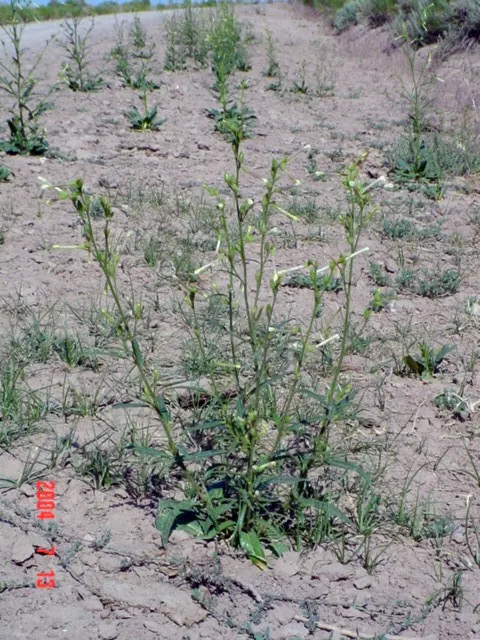 Coyote Mint (Monardella Villosa) — It forms a low mound of foliage that can be quite dense