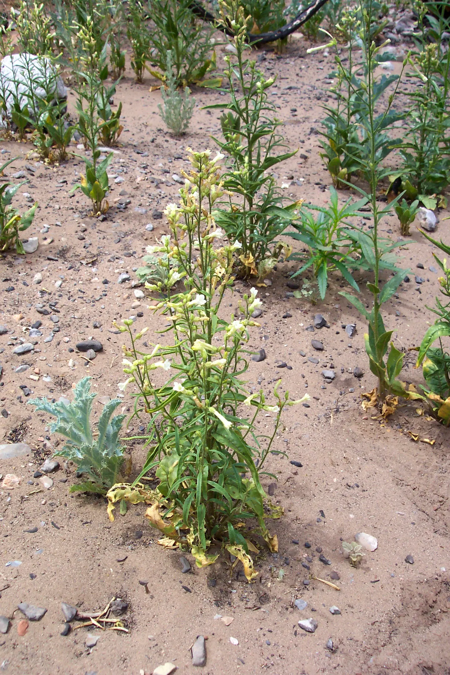Coyote Mint (Monardella Villosa) — with the leaves themselves exuding a pleasant minty fragrance when brushed or crushed