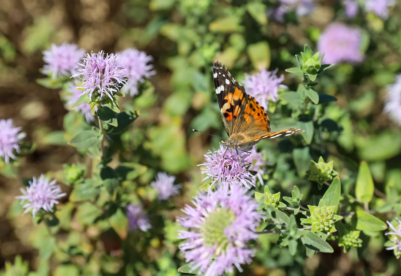 Coyote Mint (Monardella Villosa) — The foliage is a soft green with a slightly hairy or woolly texture