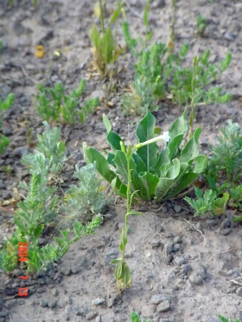 Coyote Mint (Monardella Villosa) — Preferring full sun to part shade, it grows 1 to 2 ft tall with a similar spread
