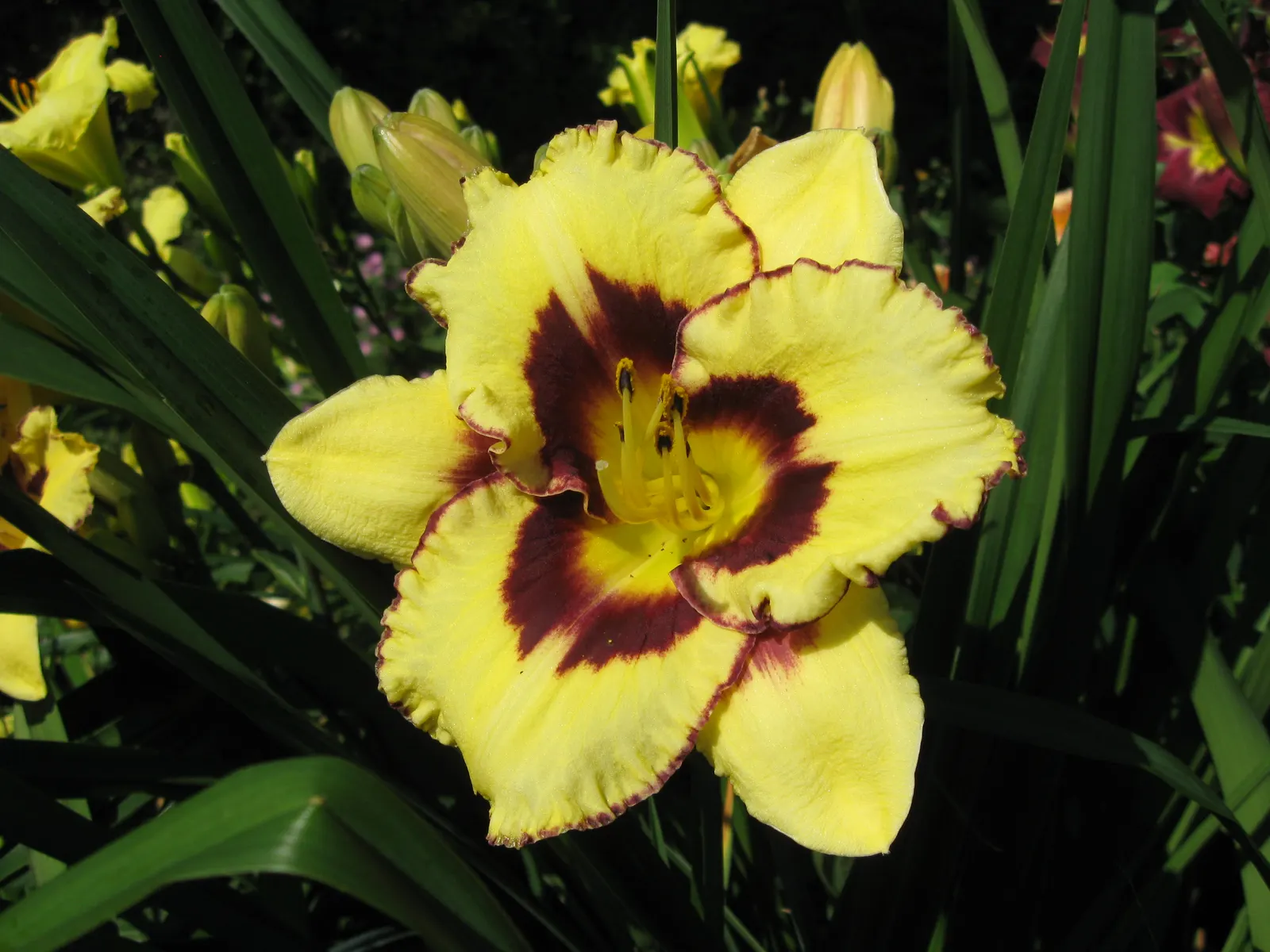 El Desperado Daylilly (Hemerocallis 'El Desperado') — Notably, it's drought-tolerant and attracts butterflies, adding vibrancy and life to any garden space