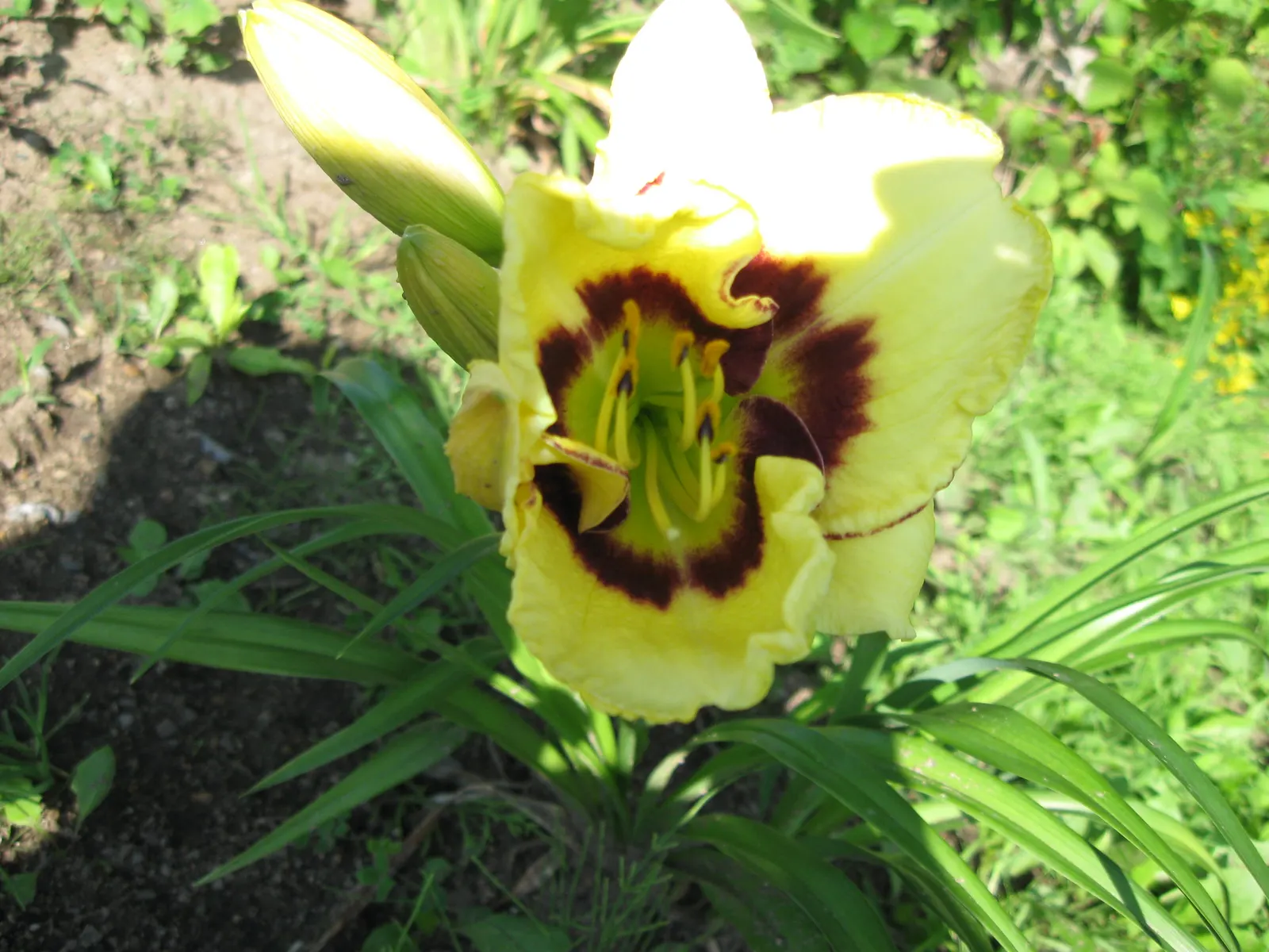El Desperado Daylilly (Hemerocallis 'El Desperado') — Ideal for mid-border placements, it blooms midsummer and may rebloom