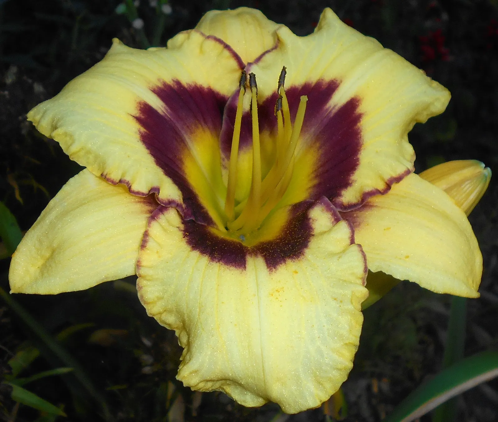 El Desperado Daylilly (Hemerocallis 'El Desperado') — This hardy perennial flourishes in USDA Zones 3-9, preferring full sun to partial shade and moderate water
