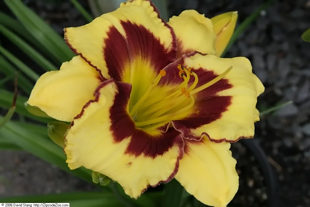 El Desperado Daylilly (Hemerocallis 'El Desperado') — Flowers span 5 inches in diameter atop 24-inch stems