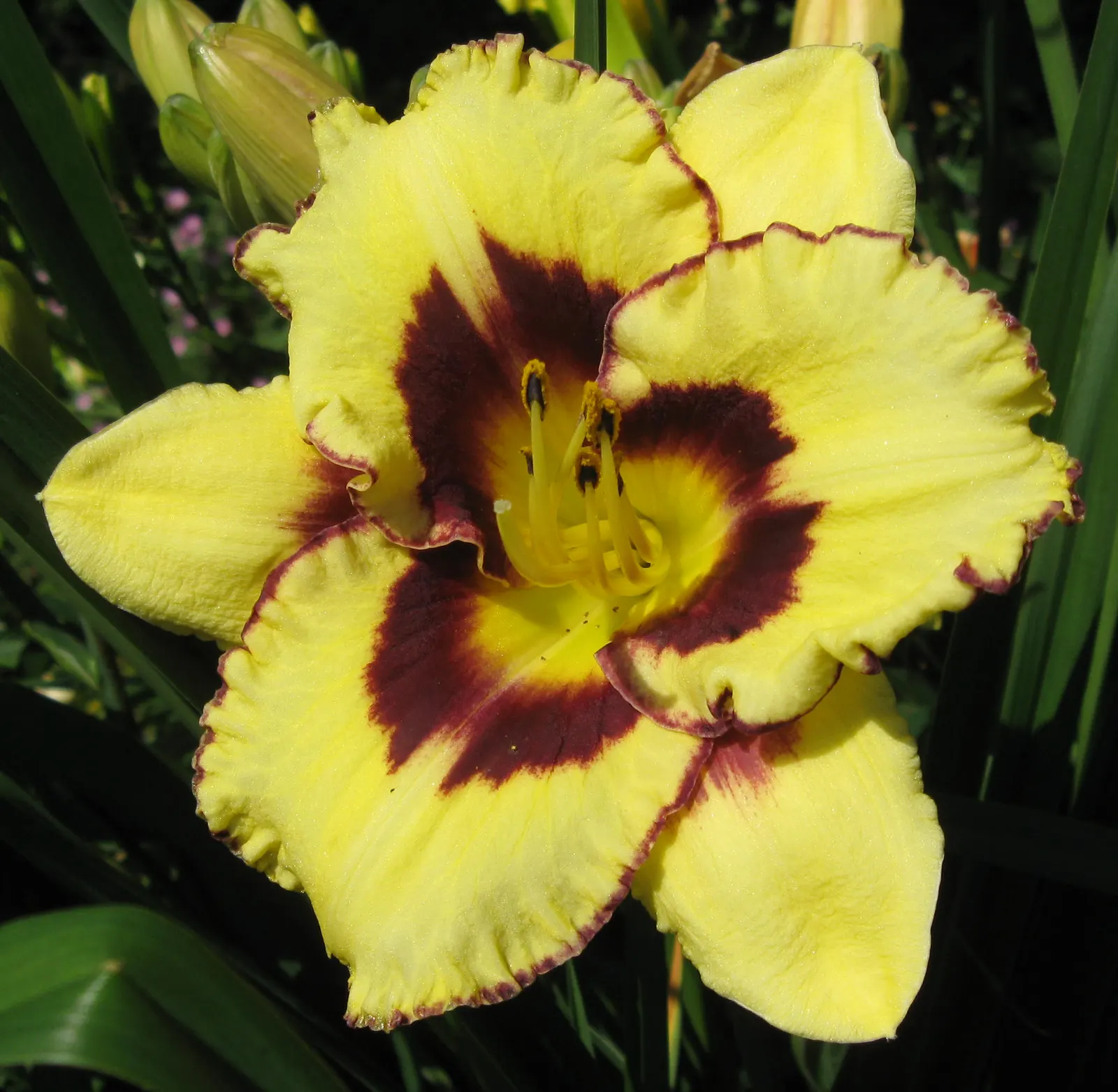 El Desperado Daylilly (Hemerocallis 'El Desperado') — mustard-yellow blooms with striking maroon eyes