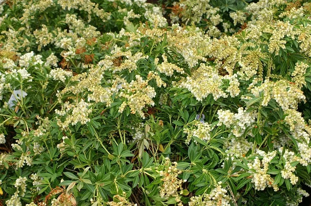 Lily Of The Valley Bush (Pieris Japonica) — offering a dynamic color display through the seasons.<br><br>In late winter to early spring; making mulching
