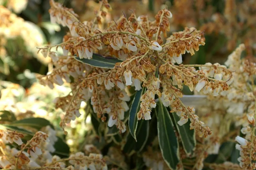 Lily Of The Valley Bush (Pieris Japonica) — Showy cascades of white bell-shaped flowers mimic Lily of the Valley in early spring