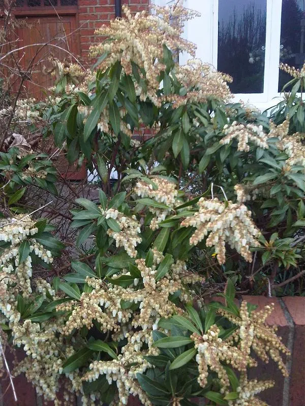 Lily Of The Valley Bush (Pieris Japonica) — is an evergreen shrub reaching 9-12 feet in height with a 6-8 feet spread