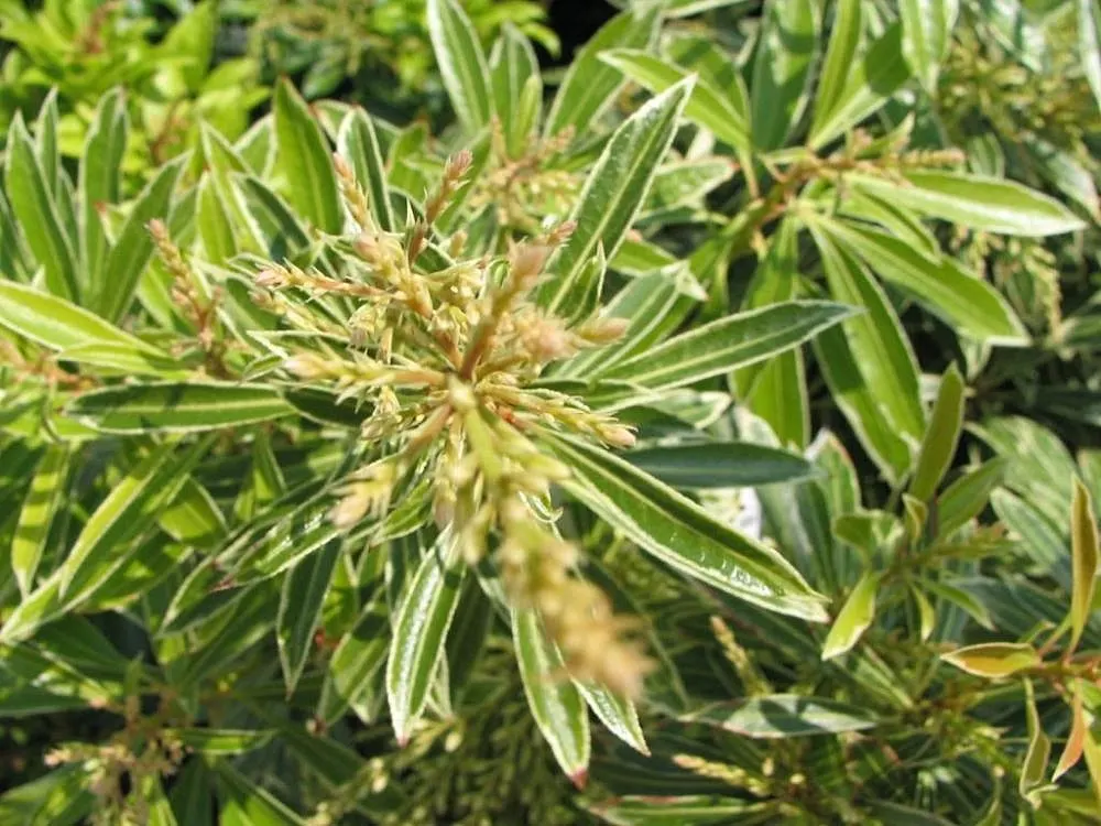 Lily Of The Valley Bush (Pieris Japonica) — This east Asian native typically reaches a mature height of 9 to 12 feet; ideal for woodland gardens, it offers