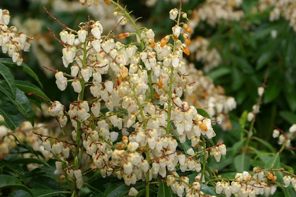 Lily Of The Valley Bush (Pieris Japonica) — Lily of the Valley Bush produces pendulous clusters of bell-shaped flowers; commonly called Lily of the Valley Bush