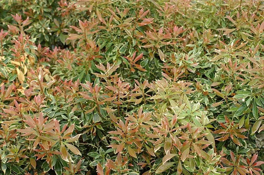 Lily Of The Valley Bush (Pieris Japonica) — These white to pale pink blooms dangle elegantly from the branches and extend up to 6 inches long; offering a
