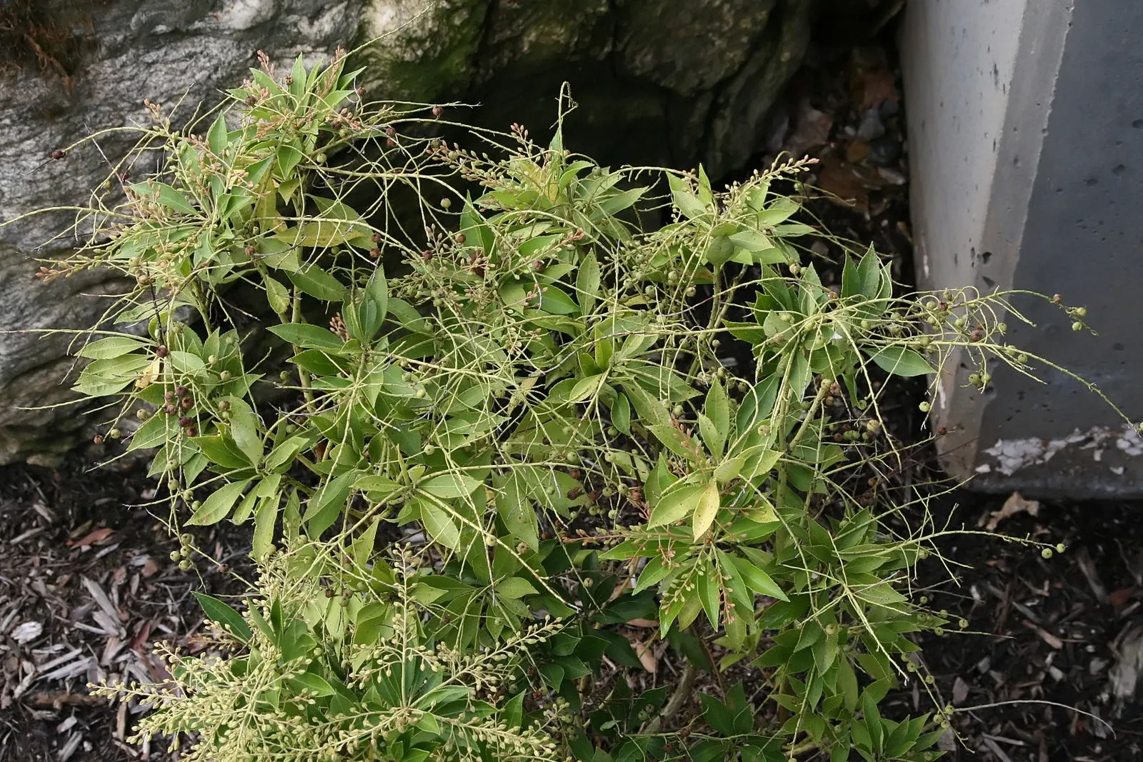 Lily Of The Valley Bush (Pieris Japonica) — reminiscent of the namesake Lily of the Valley; is an ornamental evergreen shrub that brings year-round interest to