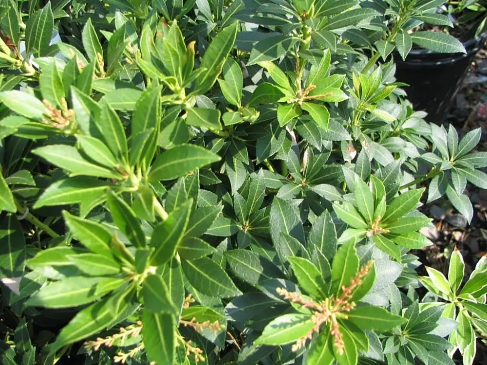 Lily Of The Valley Bush (Pieris Japonica) — lanceolate leaves measuring up to 3 inches long; broadleaf evergreen / shrub for shade