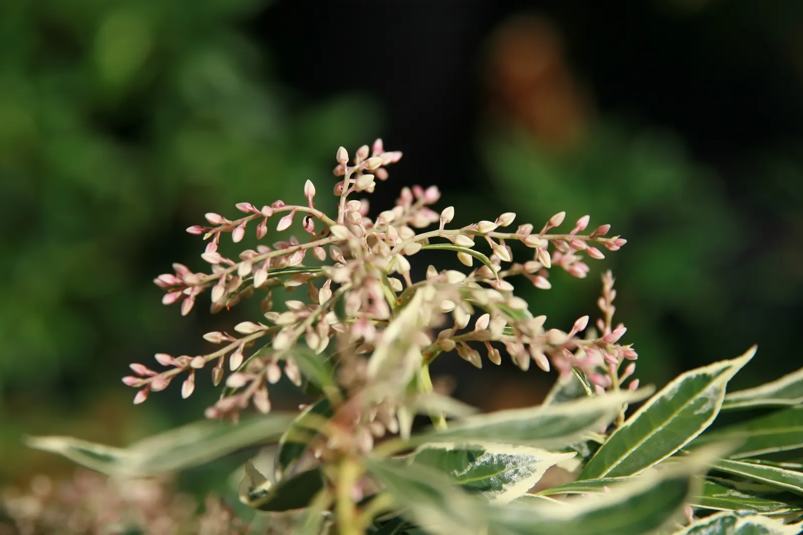 Lily Of The Valley Bush (Pieris Japonica) — slightly acidic soil to flourish and consistent moisture; is an evergreen shrub reaching 9-12 feet in height with a