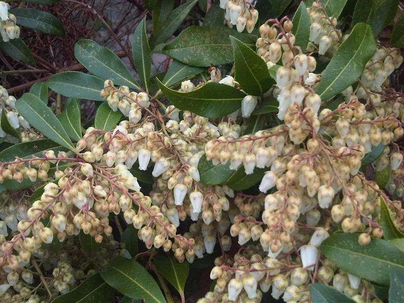 Lily Of The Valley Bush (Pieris Japonica) — and bushy habit.<br><br>Its foliage is one of its most striking features