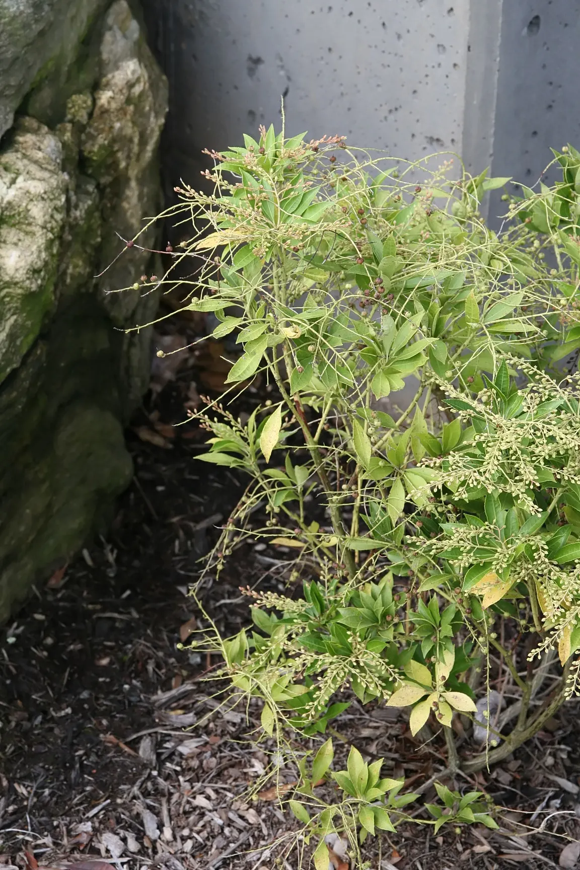 Lily Of The Valley Bush (Pieris Japonica) — is an ornamental evergreen shrub that brings year-round interest to any landscape design