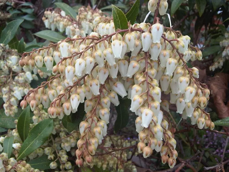 Lily Of The Valley Bush (Pieris Japonica) — lanceolate leaves measuring up to 3 inches long