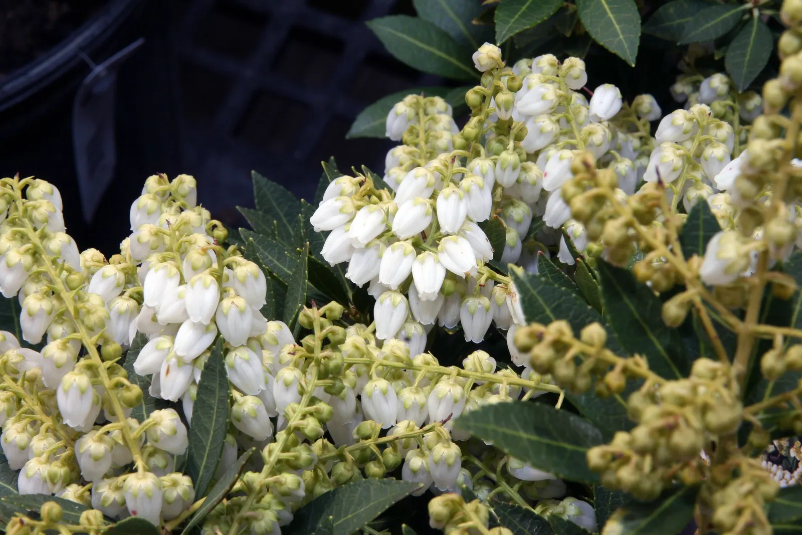 Lily Of The Valley Bush (Pieris Japonica) — Ideal for woodland gardens, it offers year-round interest and attracts pollinators
