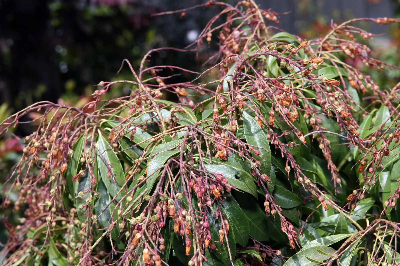 Lily Of The Valley Bush (Pieris Japonica) — Thrives in partial shade and acidic, well-drained soil, image 32