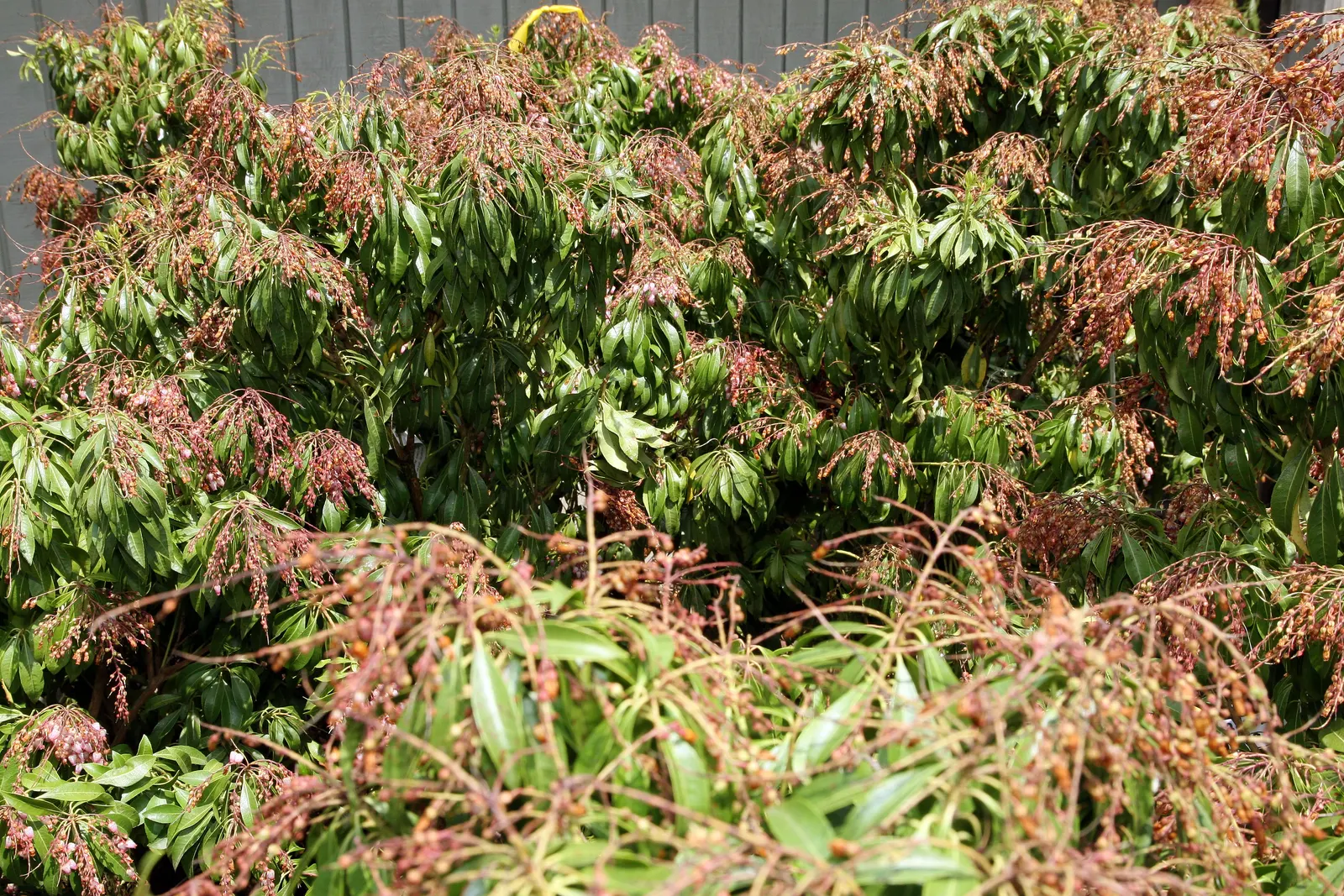 Lily Of The Valley Bush (Pieris Japonica) — Glossy, lance-shaped leaves emerge a fiery red, becoming dark green; white flowers in the garden