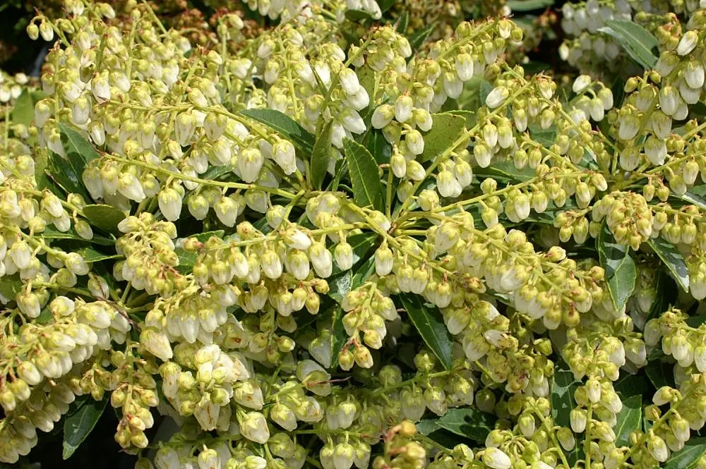 Lily Of The Valley Bush (Pieris Japonica) — although it can tolerate full sun in cooler climates; with minimal pruning required