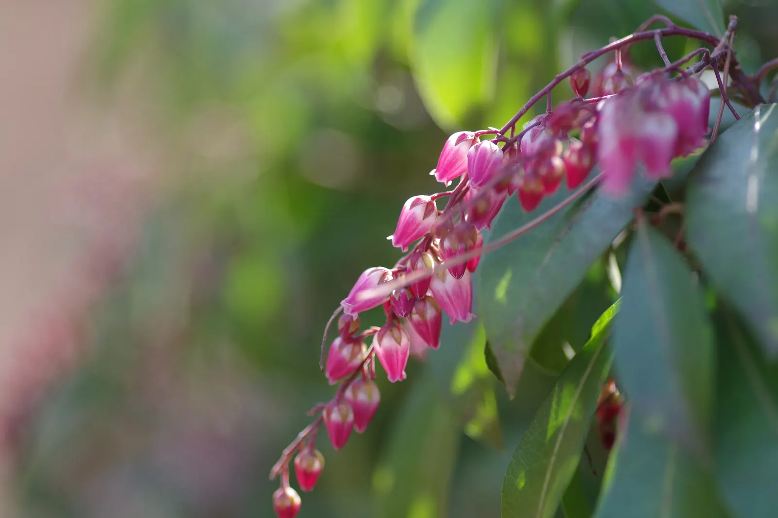 Lily Of The Valley Bush (Pieris Japonica) — With minimal pruning required