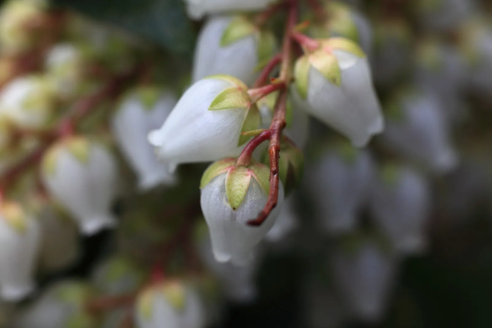 Lily Of The Valley Bush (Pieris Japonica) — making mulching beneficial for retaining soil moisture and temperature