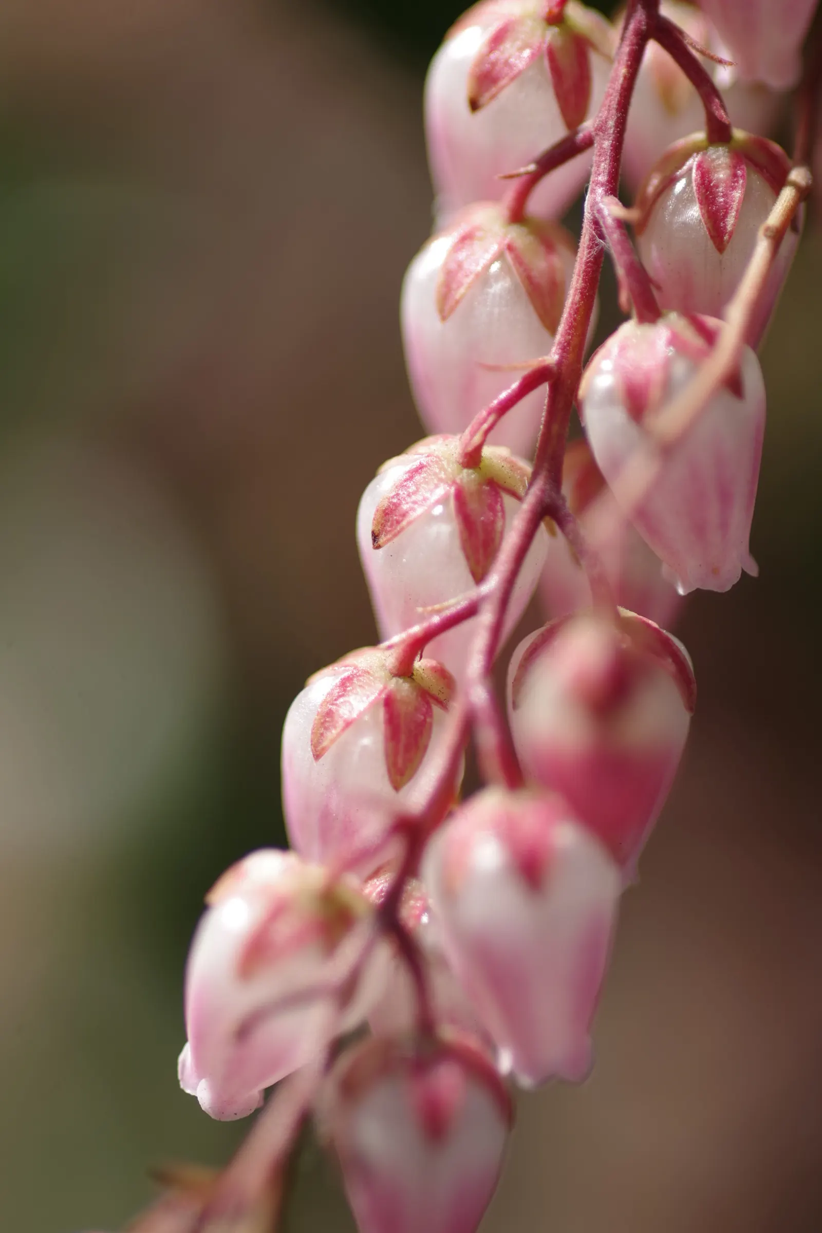 Lily Of The Valley Bush (Pieris Japonica) — this evergreen shrub is low-maintenance