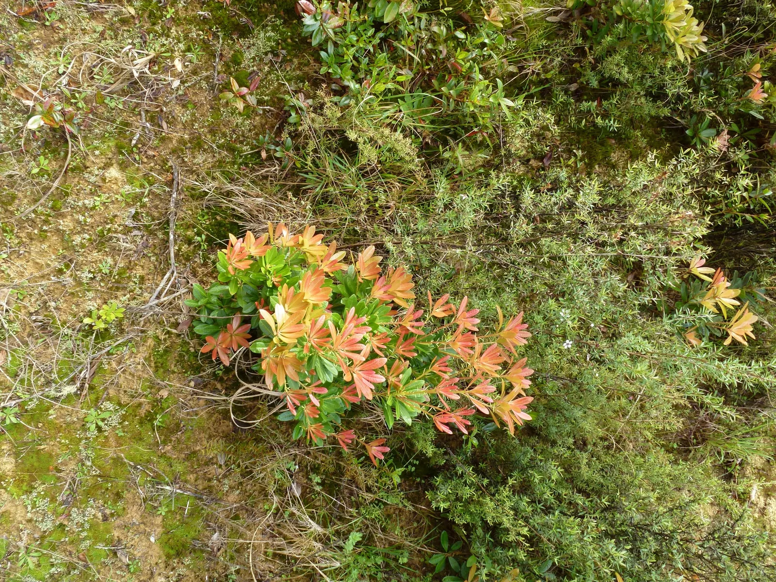 Lily Of The Valley Bush (Pieris Japonica) — gradually maturing to a deep green