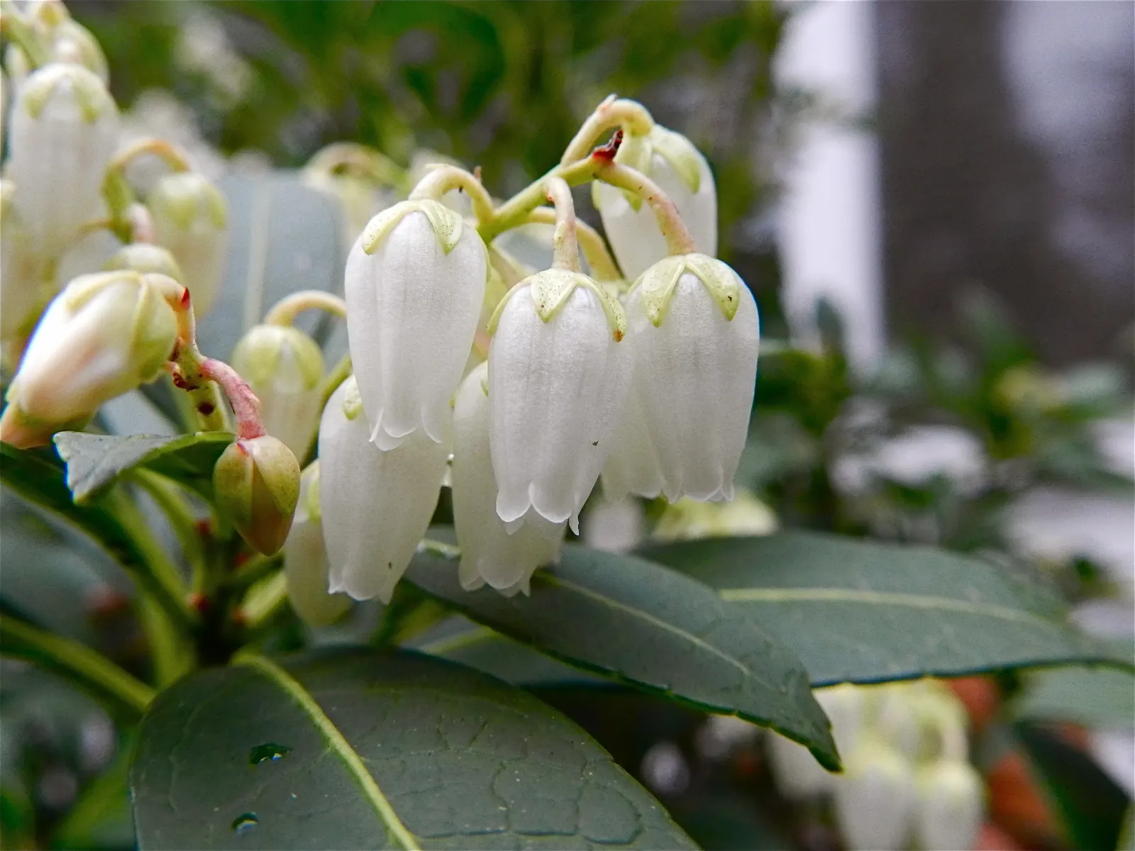 Lily Of The Valley Bush (Pieris Japonica) — broadleaf evergreen / shrub with white blooms