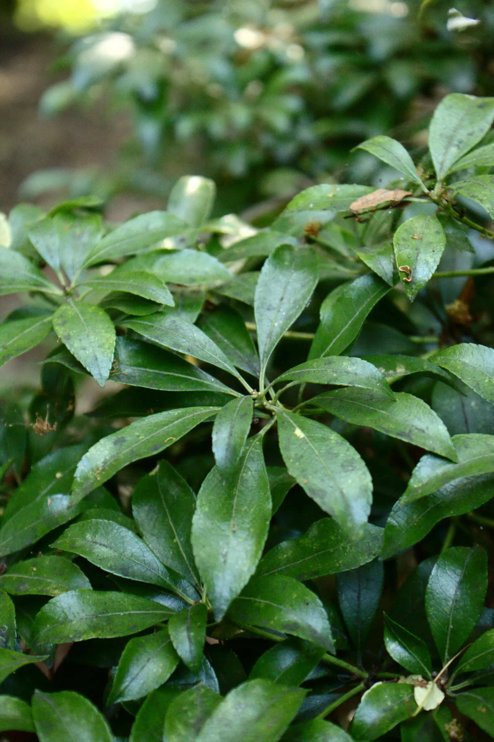 Lily Of The Valley Bush (Pieris Japonica) — reminiscent of the namesake Lily of the Valley