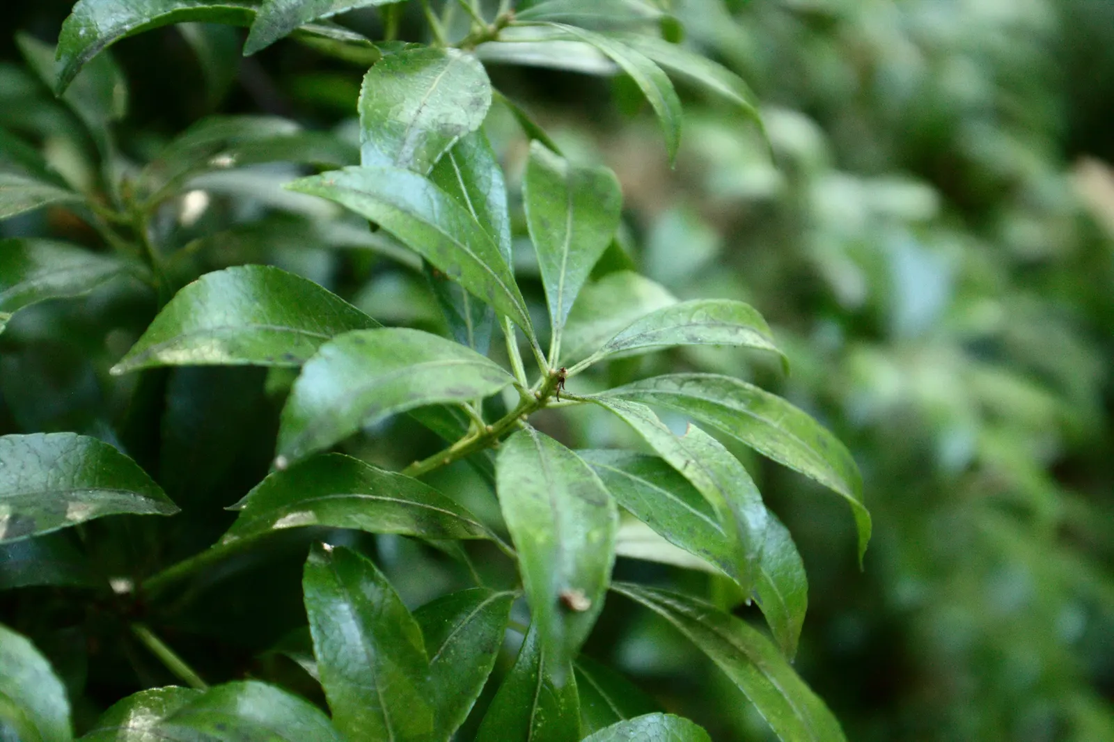 Lily Of The Valley Bush (Pieris Japonica) — is an evergreen shrub reaching 9-12 feet in height with a 6-8 feet spread; and bushy habit.<br><br>Its foliage is