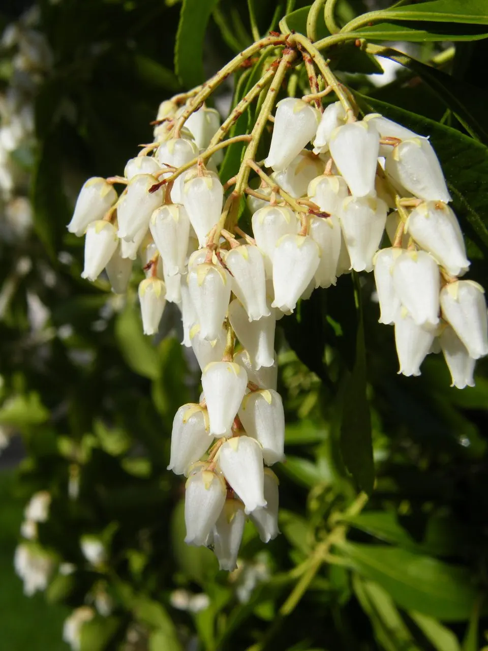 Lily Of The Valley Bush (Pieris Japonica) — slightly acidic soil to flourish and consistent moisture