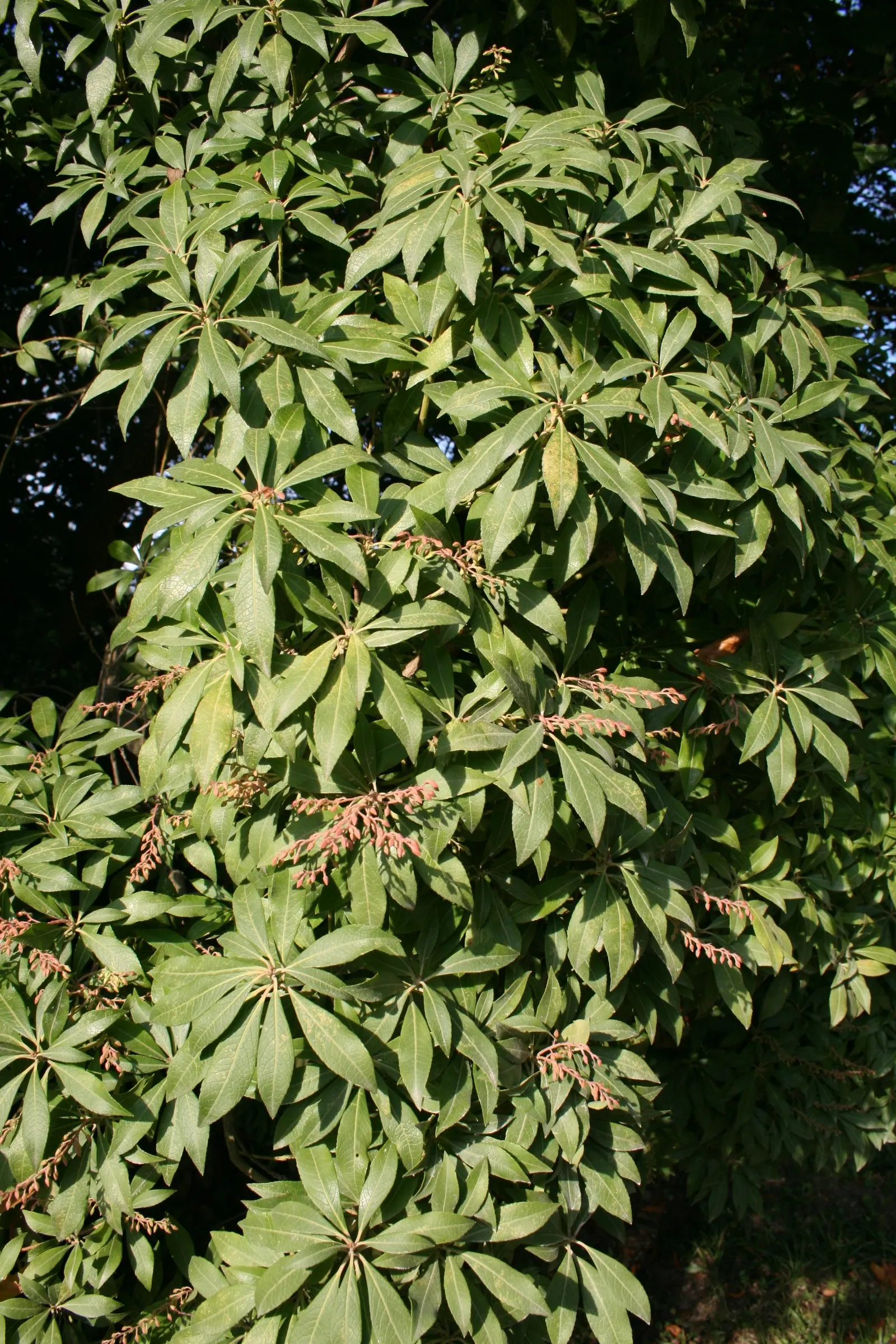 Lily Of The Valley Bush (Pieris Japonica) — mainly for shape or to remove any dead or damaged wood