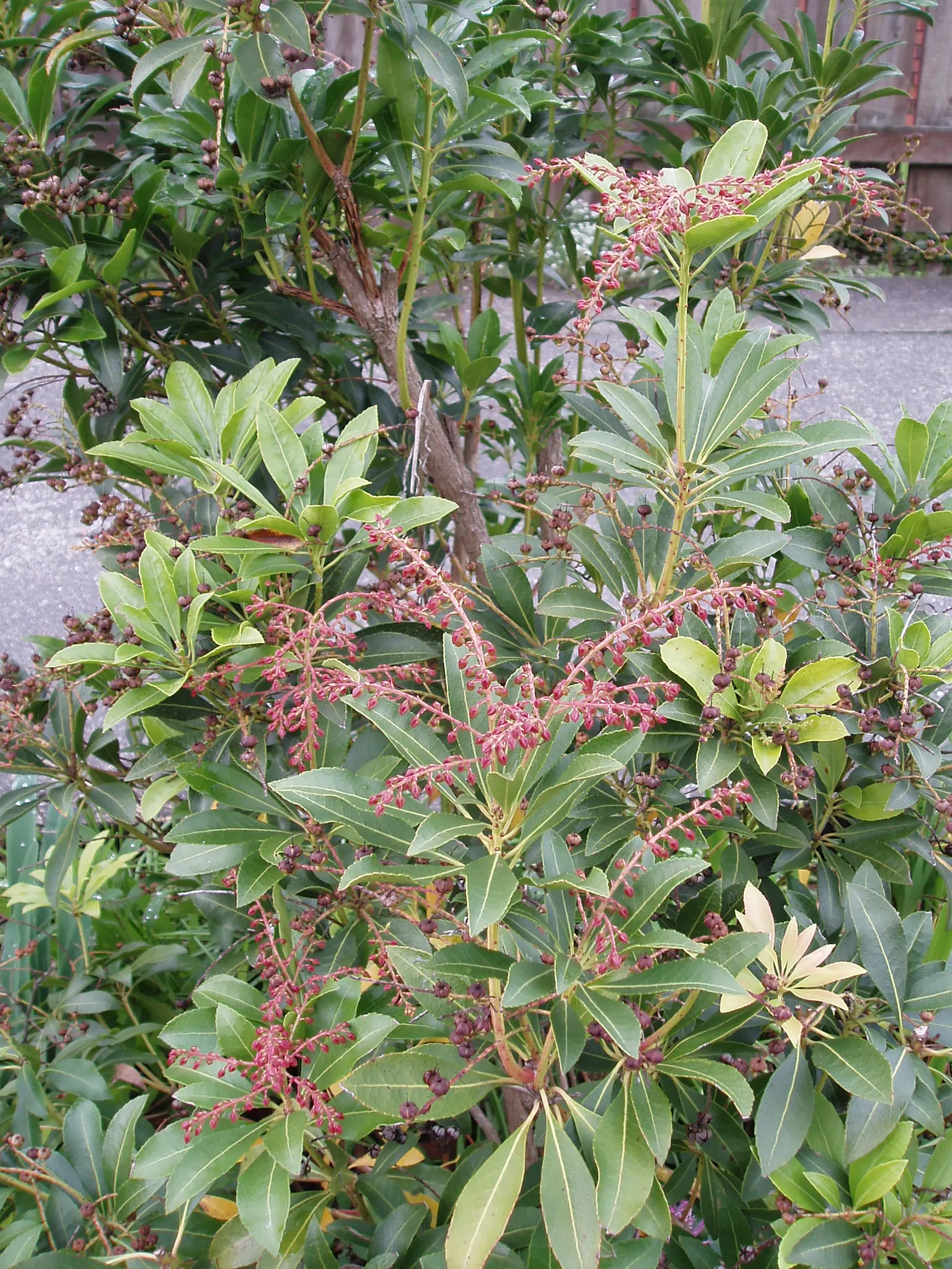 Lily Of The Valley Bush (Pieris Japonica) — These white to pale pink blooms dangle elegantly from the branches and extend up to 6 inches long